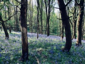 Horsenden Hill Park Greenford